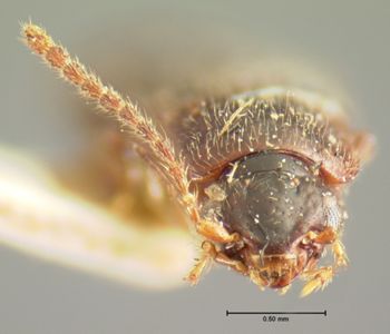Media type: image;   Entomology 6590 Aspect: head frontal view